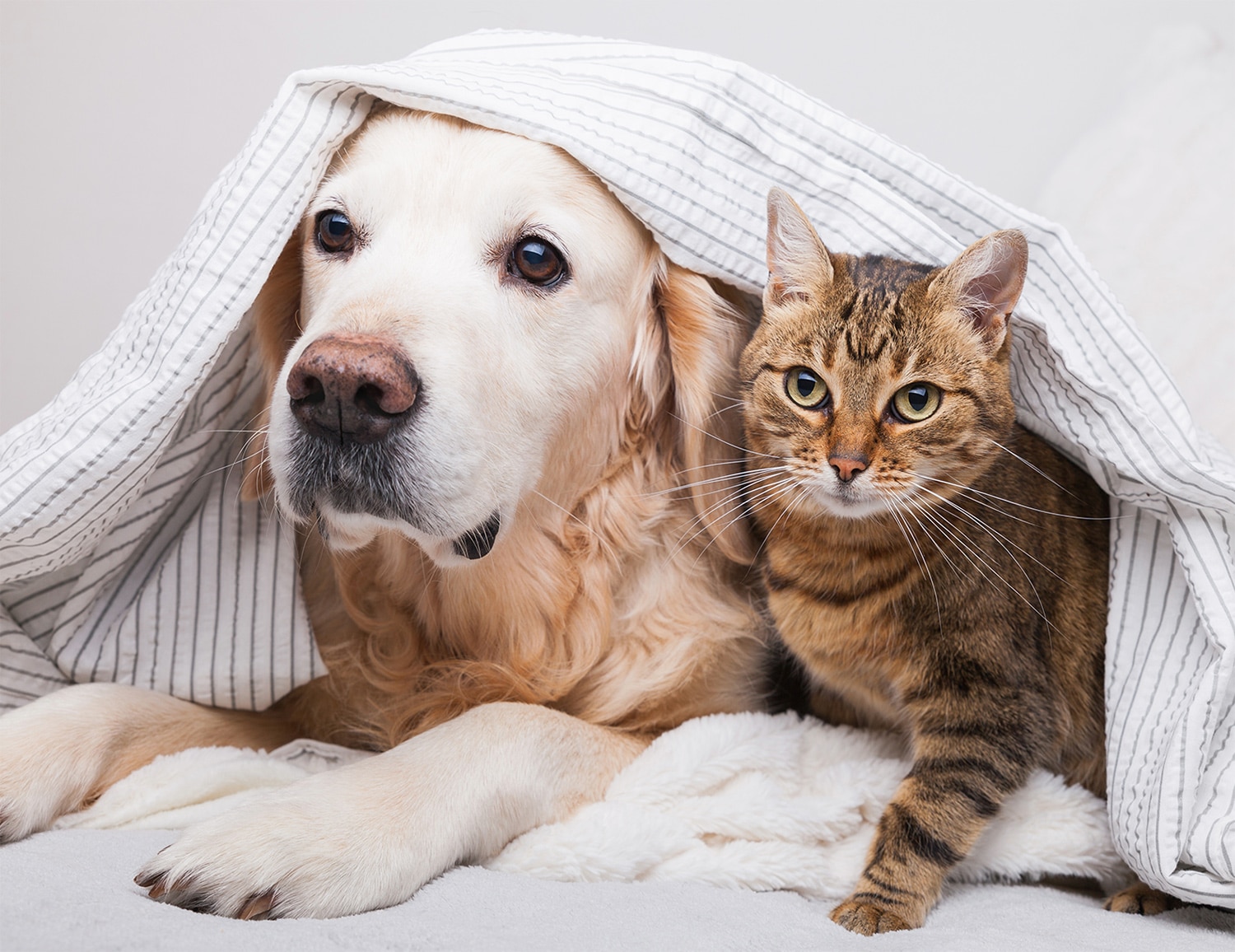 Patients With Pets