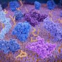 Immunotherapy Options for Breast Cancer