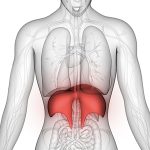 Diaphragm Disturbances