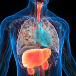 The Week in Cancer News: Metabolic Conditions and Cord Blood Transplants